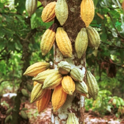 A collection of cocoa pods growing on a cocoa tree