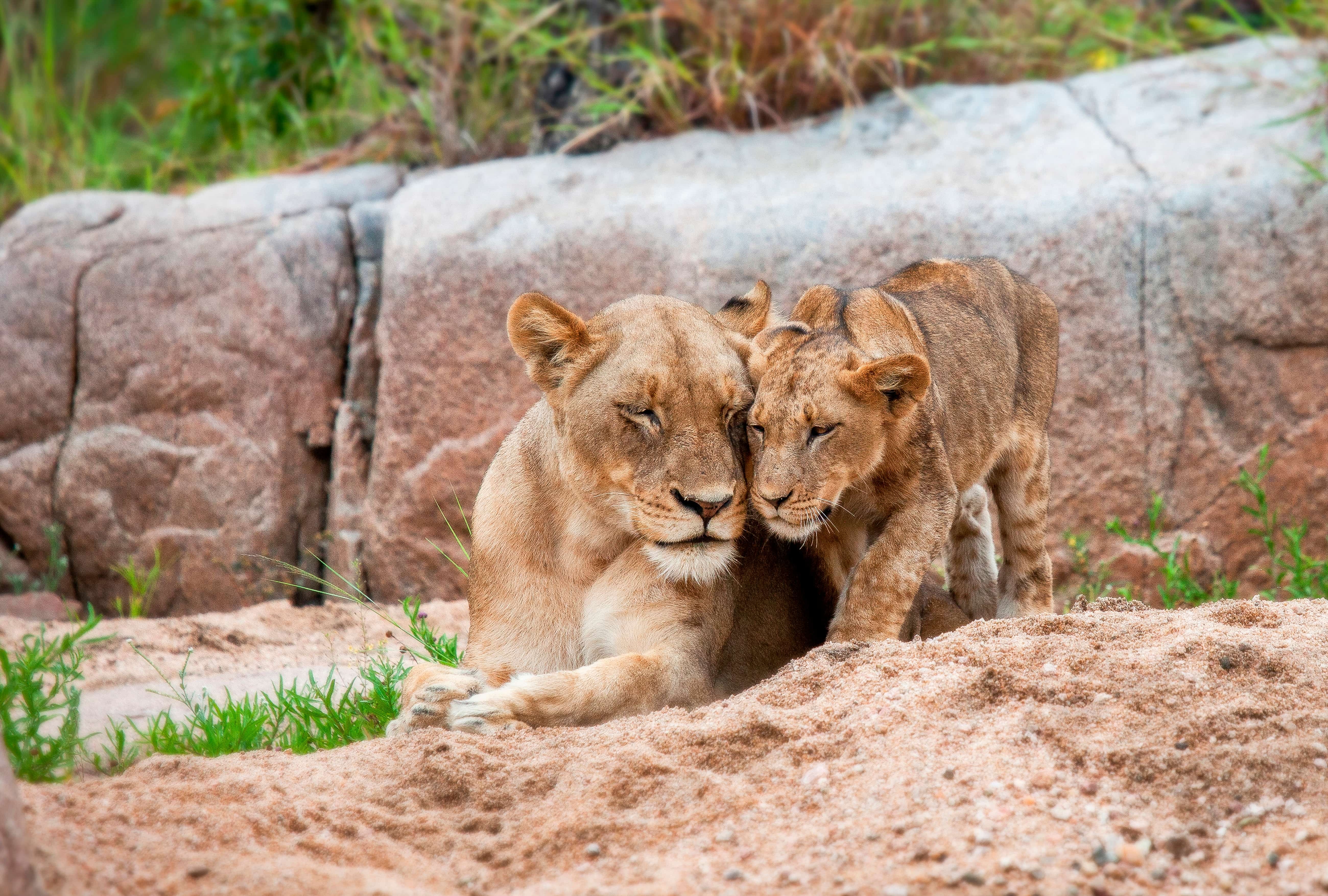 Two lions snuggling