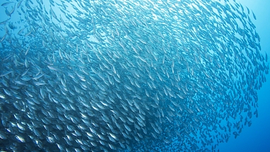 A school of scad fish in Dimakya island, Palawan.