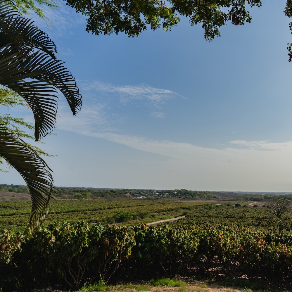 Mars La Chola cocoa farm in Ecuador
