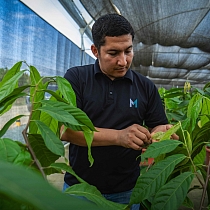 Mars associate with cocoa plants