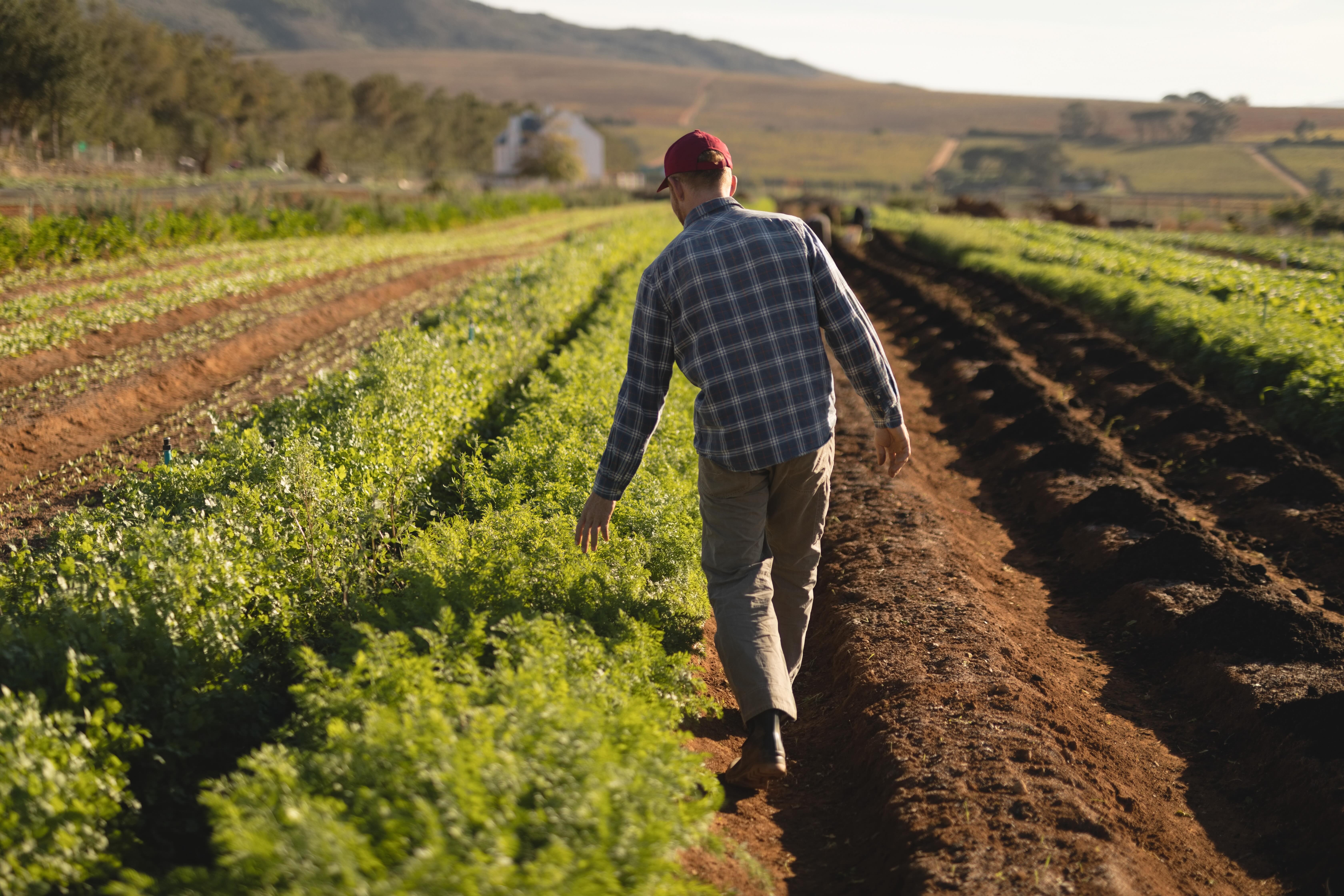 Farmer in field