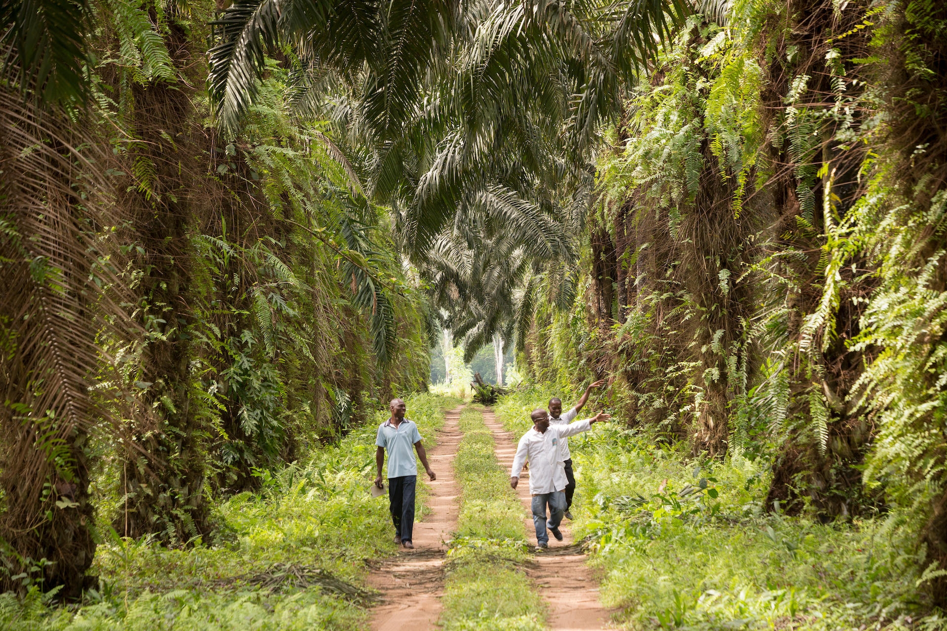 Two people in palm oil farm