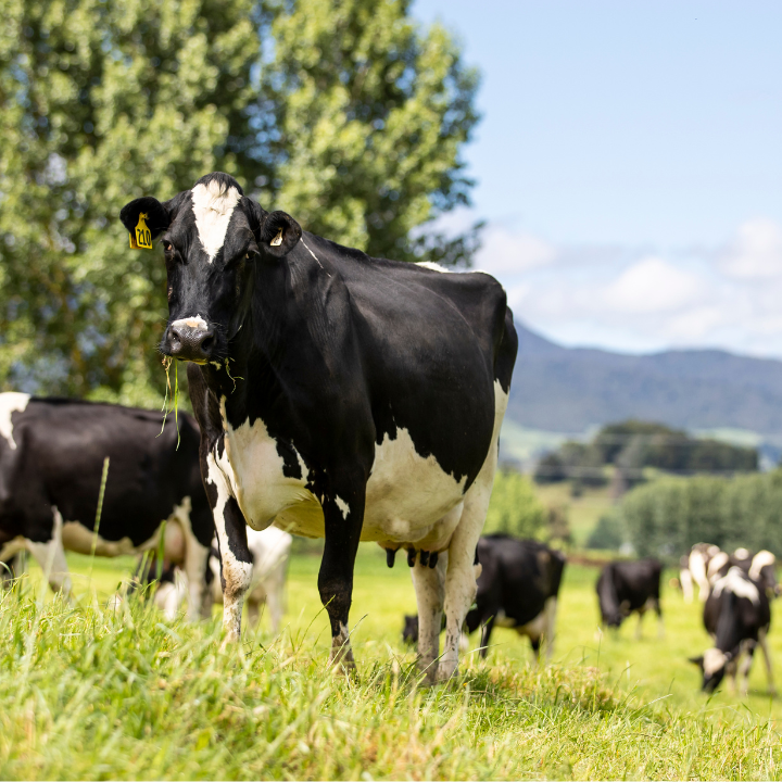 Cows in a field