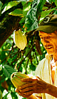 farmer inspecting cocoa