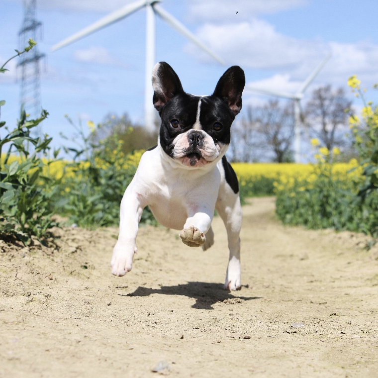 Boston terrier running outside