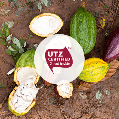 UTZ CERTIFIED logo with cocoa pods