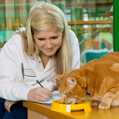 Veterinarian working on a document beside a cat eating pet food
