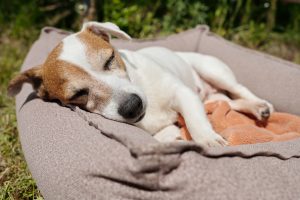 Sleep Tight: How a Calming Pets Bed Will Transform Your Furry Friend’s Sleep