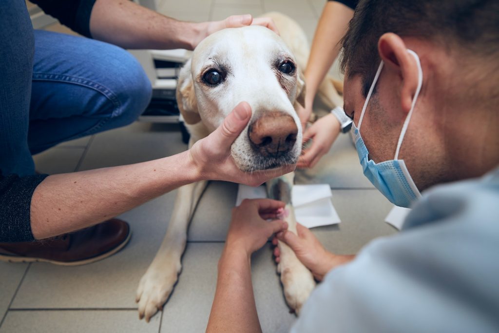 How to Recognise the Signs of Anxiety in Your Pet