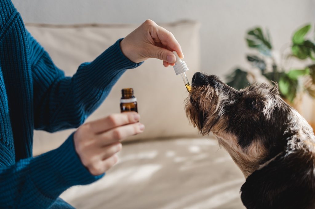 A Guide to Calming Treats and Supplements for Pets
