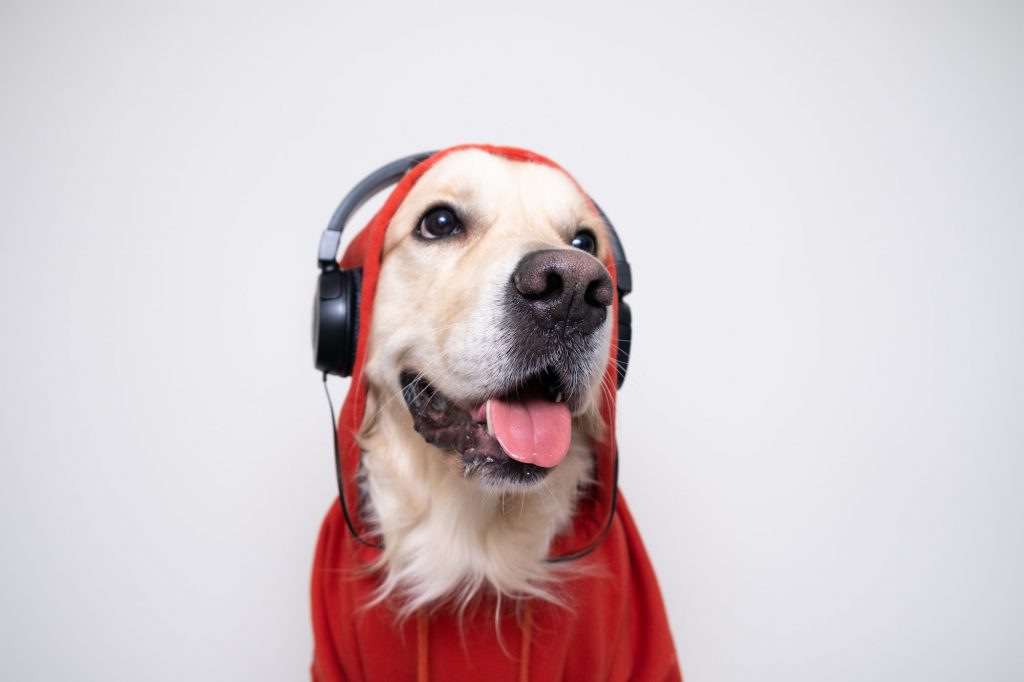The Power of Music: Soothing Sounds for Stressed Pets