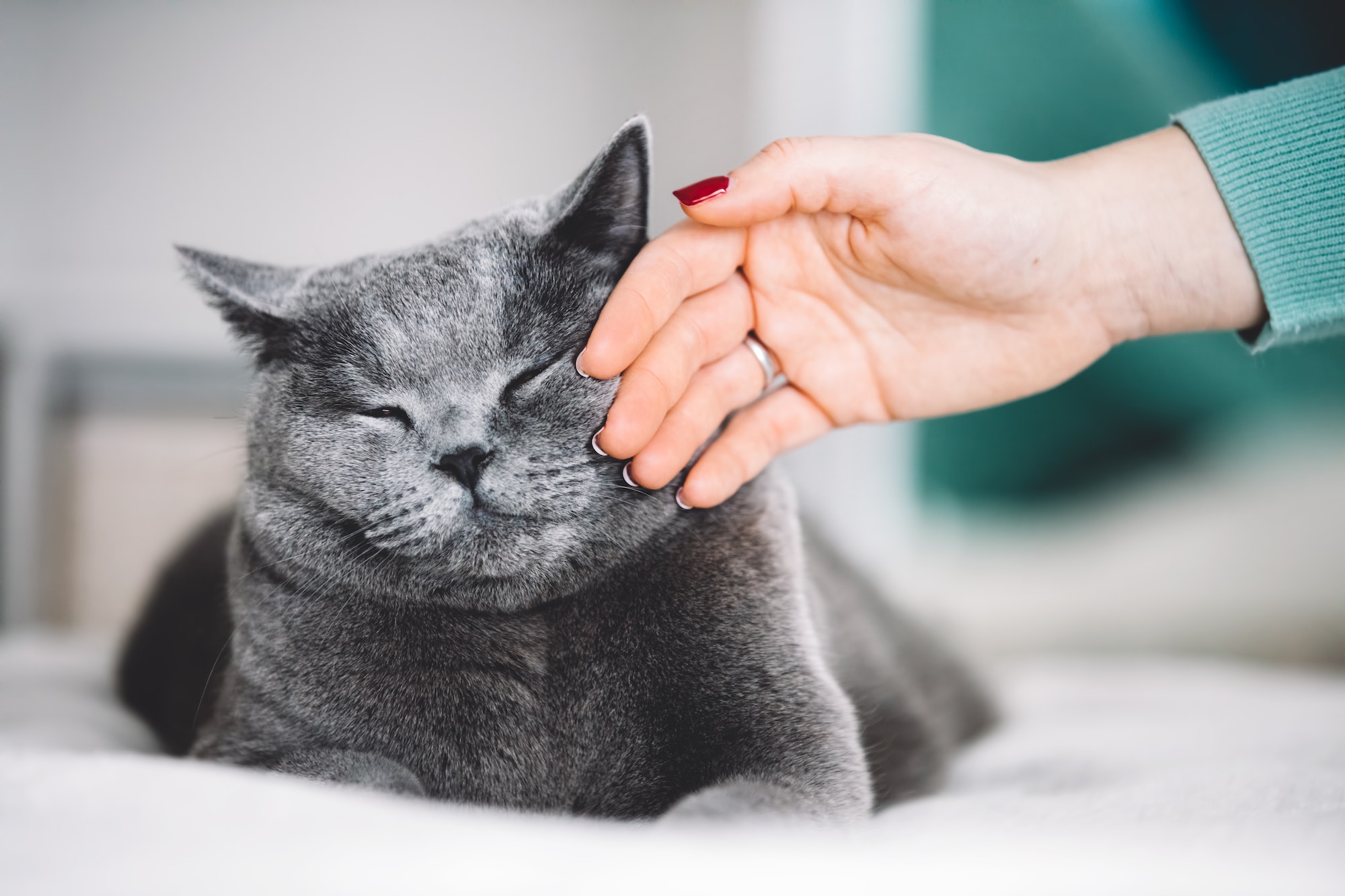 The Secret to Soothing Your Stressed-Out Cat: Aromatherapy