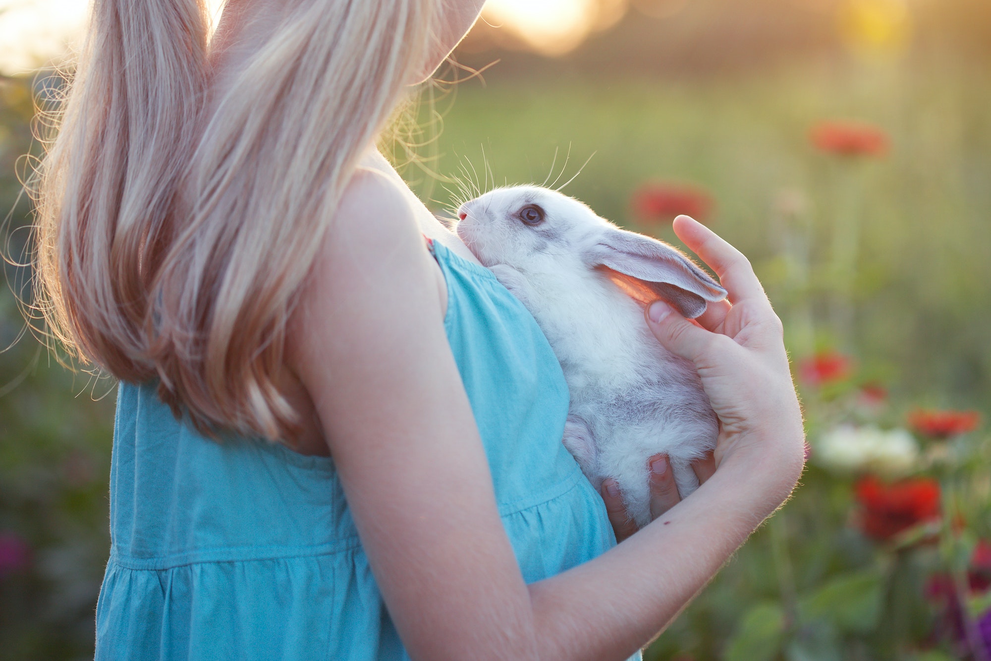 The Ultimate Guide to Calming Your Nervous Rabbit