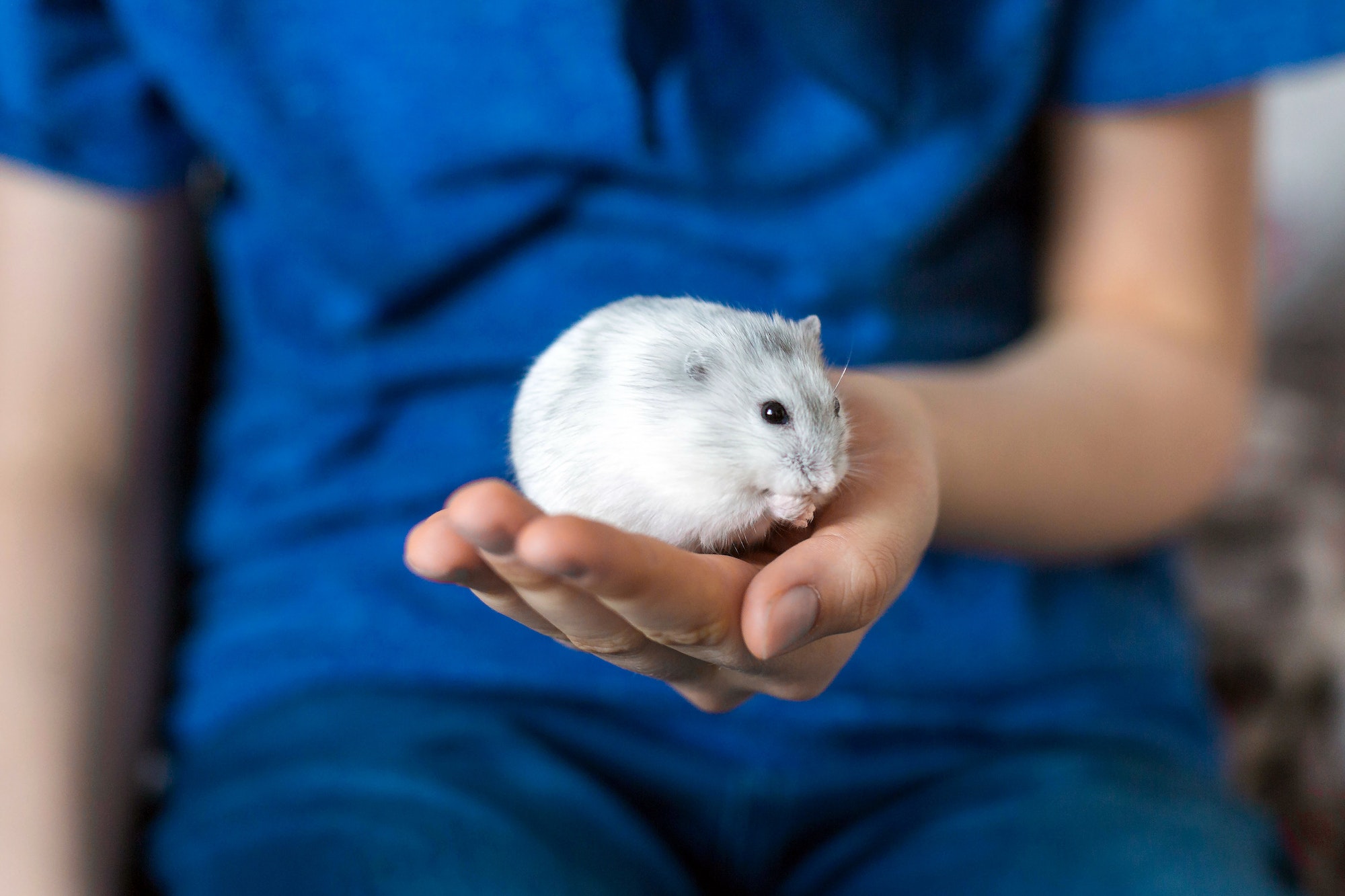 Surprising Ways to Calm Your Hyperactive Hamster