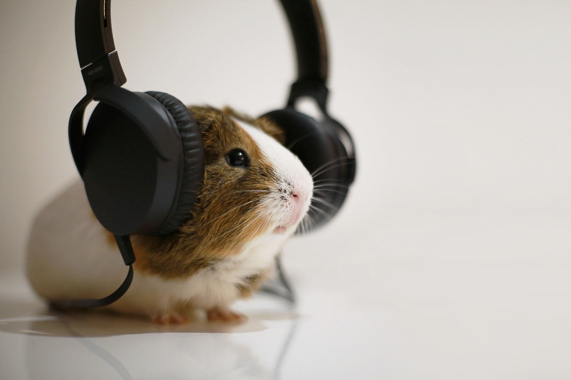 How to Use Music to Help Your Pet Relax: Tips and Tricks