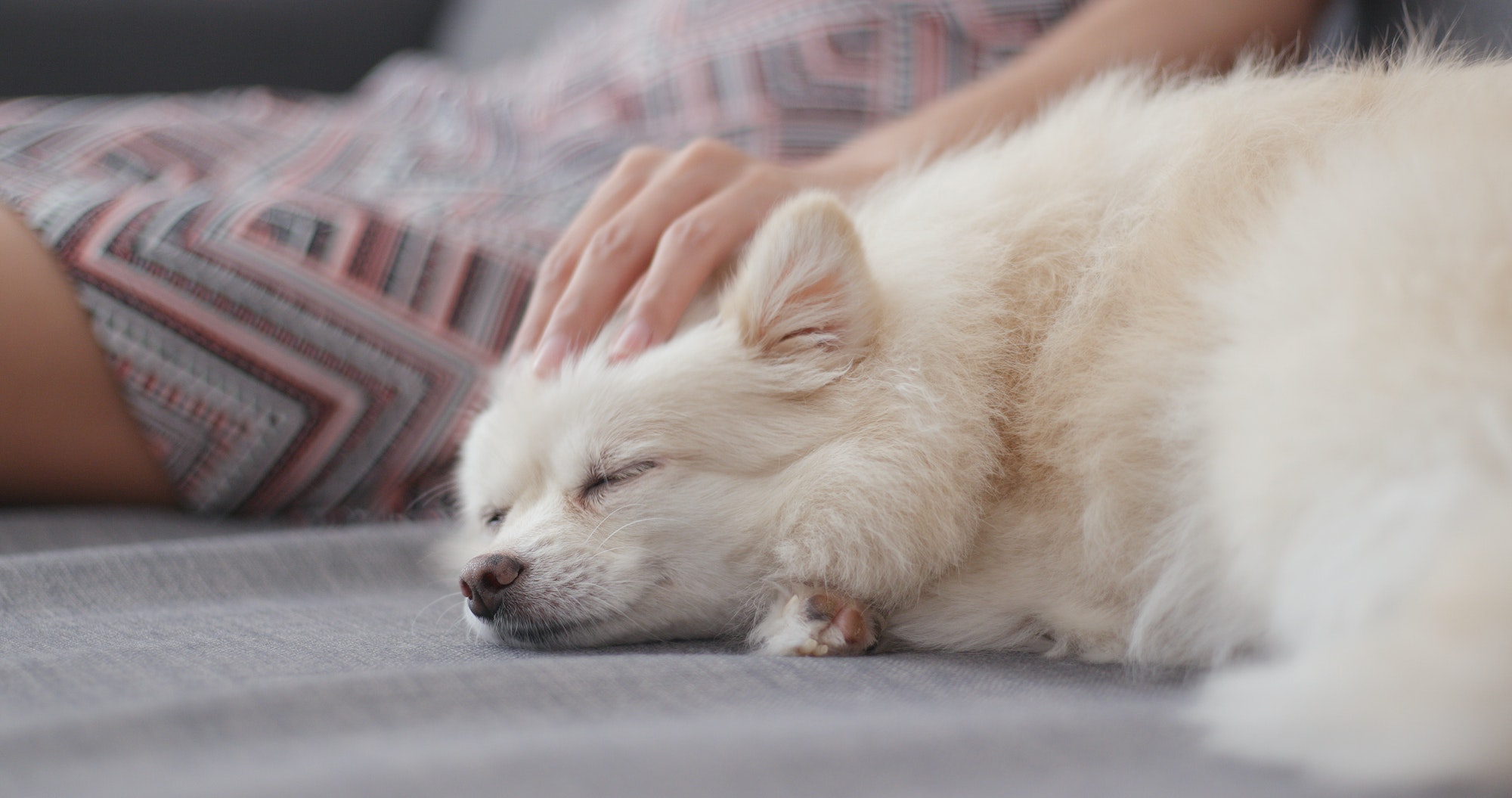 The Power of Massage: How It Can Help Calm Your Pet