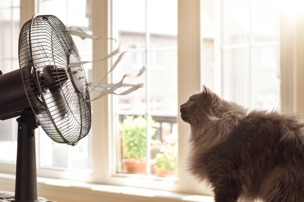 Beat the Heat: How to Use Air Conditioning to Ensure Your Pet’s Comfort and Health